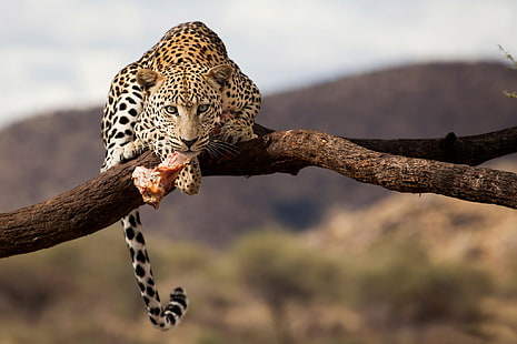 Léopard, namibie, léopard, namibie, faune, Fond d'écran HD HD wallpaper
