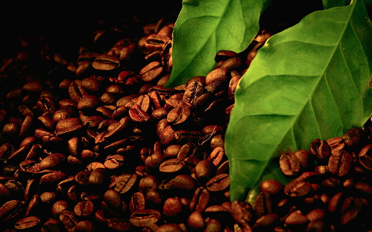 brown coffee grains, macro, coffee beans, leaves, HD wallpaper