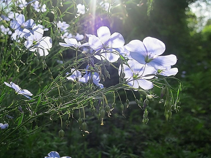 꽃, 초원, 숲 가장자리, 빔, 꿀, 허브, HD 배경 화면