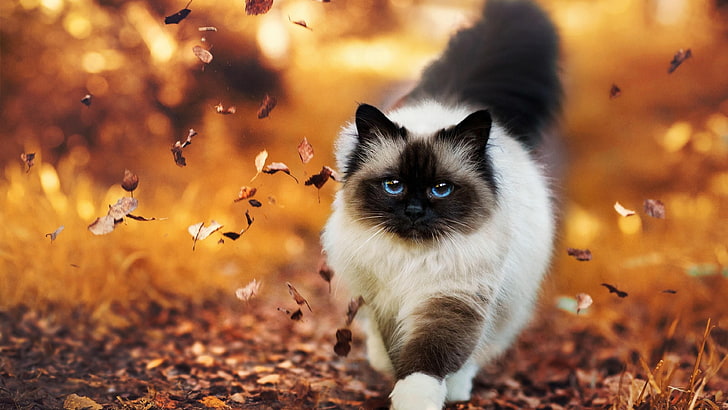 котка, сладка, уверена, есен, листа, разходка, очи, HD тапет