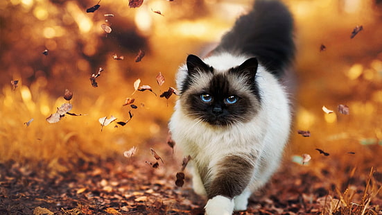 cat, cute, confident, autumn, leaves, walk, eyes, HD wallpaper HD wallpaper