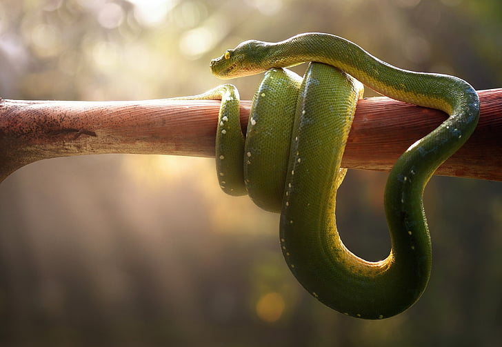 green snake wrapped around a brown tree branch, Green pit viper, Snake, Venomous, HD, HD wallpaper