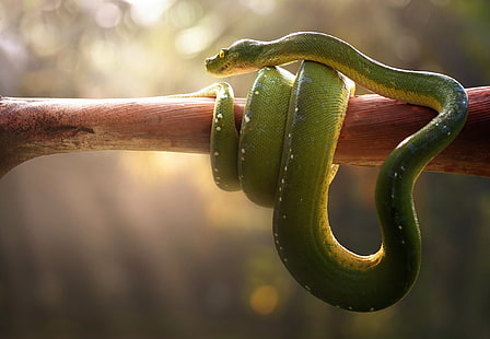 green snake wrapped around a brown tree branch, Green pit viper, Snake, Venomous, HD, HD wallpaper HD wallpaper