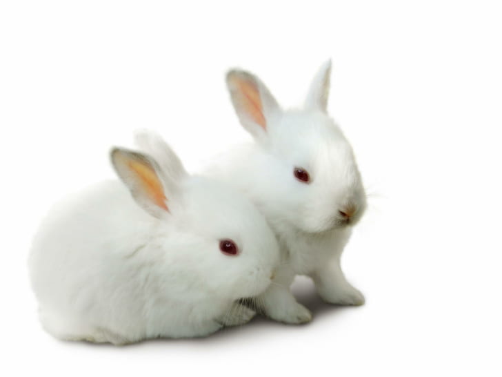Сладки бели зайци, гризачи, зайци, сладки, бели, животни, животни, HD тапет