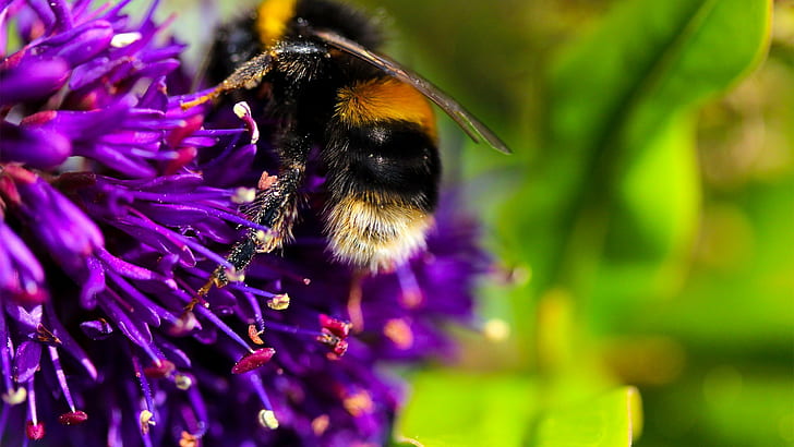 abejas, flores, flores moradas, macro, Fondo de pantalla HD