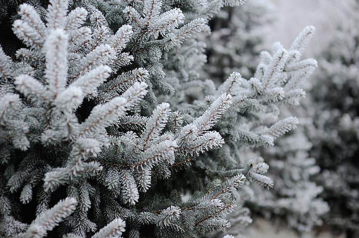 winter, snow, tree, spruce, frost, fir tree, fir-tree branches, HD wallpaper