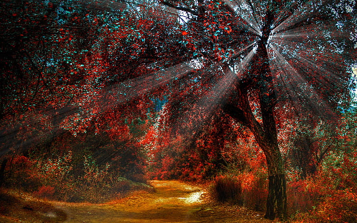 Nature red leaves in autumn, beautiful scenery, paths, sun light, red leaved tree, Nature, Red, Leaves, Autumn, Beautiful, Scenery, Paths, Sun, Light, HD wallpaper