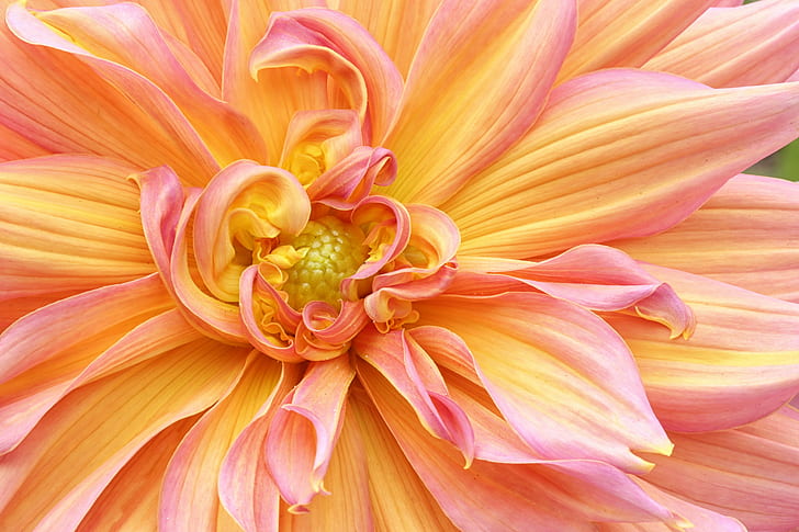 yellow and pink petaled flower, dahlia, dahlia, Dahlia, yellow, pink, flower  flower, flowers, floral, Denver Botanic Gardens, Colorado, Dahlias, macro, closeup, nature, close-up, plant, petal, pink Color, HD wallpaper