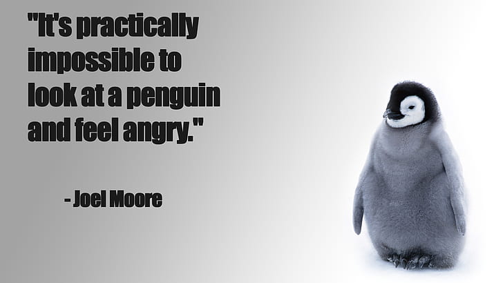citation, en colère, heureux, pingouins, Fond d'écran HD