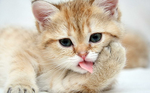 Cats Animals High Quality Bild, Katzen, Tiere, hoch, Bild, Qualität, HD-Hintergrundbild HD wallpaper