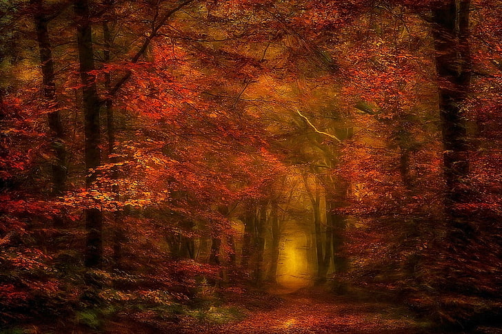 red-leafed trees, nature, photography, landscape, forest, fall, path, mist, amber, leaves, natural light, tunnel, trees, HD wallpaper