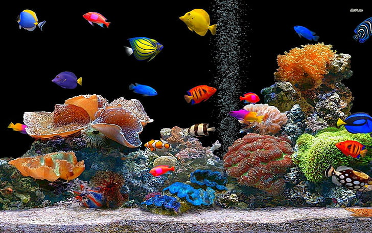 Fish Free Desktop, assorted fish and corals, fishes, desktop, fish, HD wallpaper