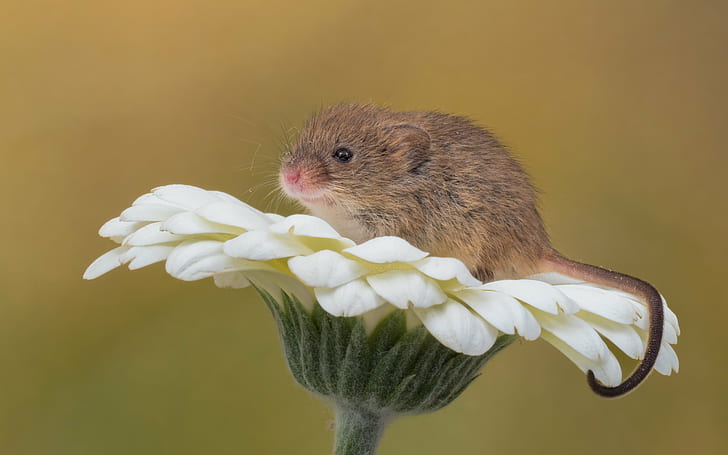 brown mouse on white flower, mouse, Explored, brown, white flower, captive, Studio, Olympus, 60mm, F2.8, MFT, Macro, gerbera, M1, MKII, Harvest Mouse, mice, rodent, animal, mammal, cute, nature, rat, mouse, small, fluffy, fur, pets, whisker, HD wallpaper