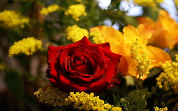 rosa rossa, rose, fiori, mimosa, brillante, scarlatto, Sfondo HD
