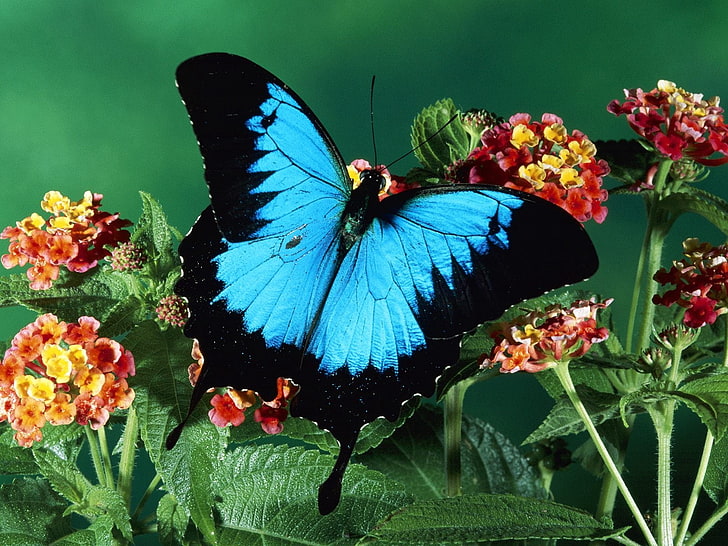 kupu-kupu ulysses, kupu-kupu, warna, pola, bunga, Wallpaper HD