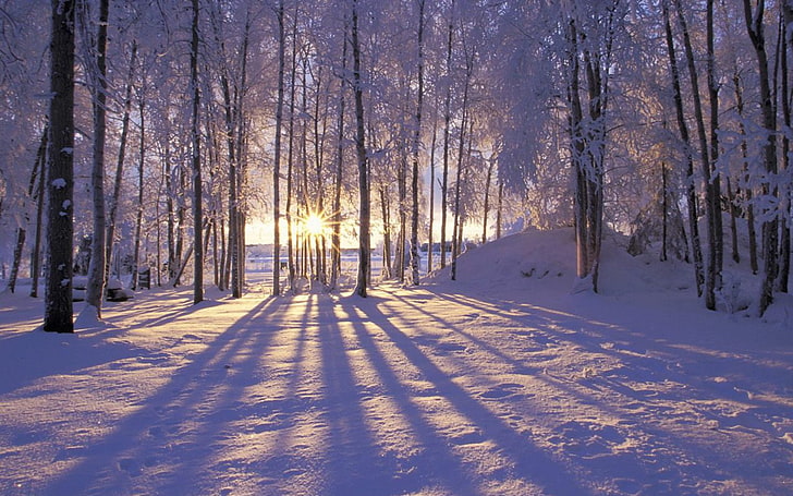 pôr do sol paisagens natureza inverno árvores floresta nausicaa alaska sombras paisagens de inverno 1440x900 Nature Forests HD Art, pôr do sol, paisagens, HD papel de parede