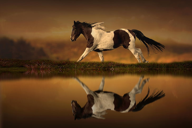 Reflection, running, Horse, HD wallpaper | Wallpaperbetter