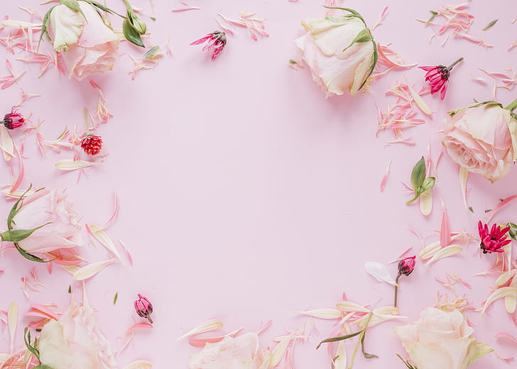 flowers, roses, frame, petals, colorful, pink, floral, HD wallpaper