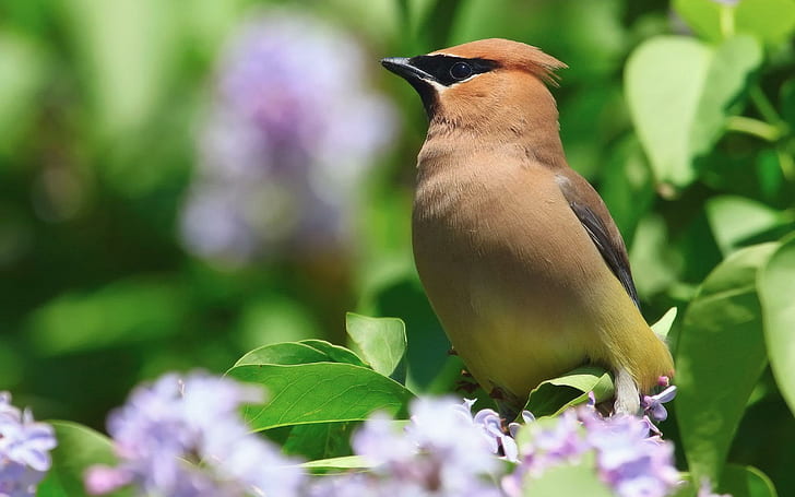 Beautiful Brown Bird, brown, birds, beautiful, animals, HD wallpaper