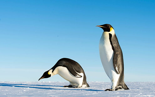 2 개의 흑백 펭귄, 펭귄, 펭귄, 남극 대륙, 눈, 자연, 남극, 야생 생물, 동물, 새, 젠투 펭귄, 날지 못하는 새, 겨울, 극 기후, 얼음, HD 배경 화면 HD wallpaper