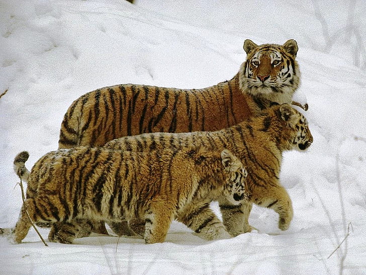 Animals Beautiful Siberian Tigers Animals Other HD Art , nature, beautiful, animals, lovely, snow, siberian, HD wallpaper