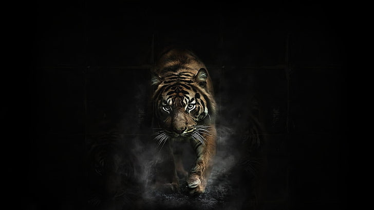 adult brown tiger, tiger, animals, dark, artwork, HD wallpaper
