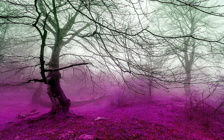 Forest Fog, las, photoshop, różowy, przyroda i krajobrazy, Tapety HD