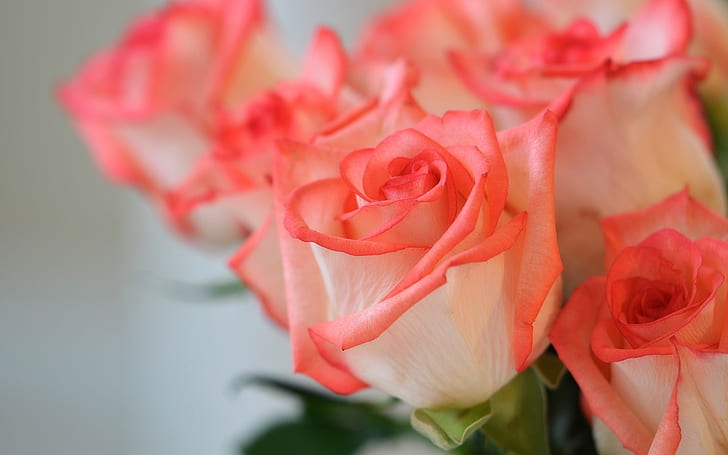 Rosafarbene Blumen, Rosen, Blumenblätter, Rosa, Blumen, Rosen, Blumenblätter, HD-Hintergrundbild