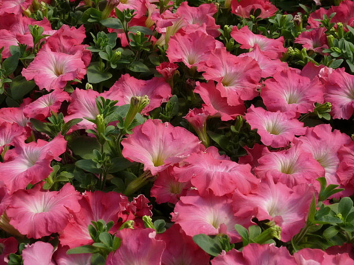 rosa Blüten, Petunien, Blüten, rosa, zart, grün, HD-Hintergrundbild