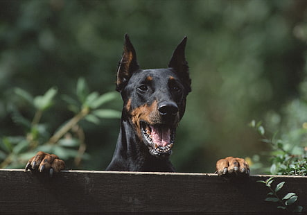 cão marrom e preto de pêlo curto, cão, segurança, cerca, HD papel de parede HD wallpaper