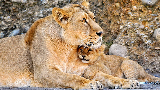 картина львица с детенышем, HD обои HD wallpaper