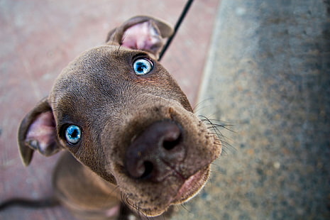 brun och vit amerikansk pit bull terrier valp, hund, blå, ögon, blick, HD tapet HD wallpaper
