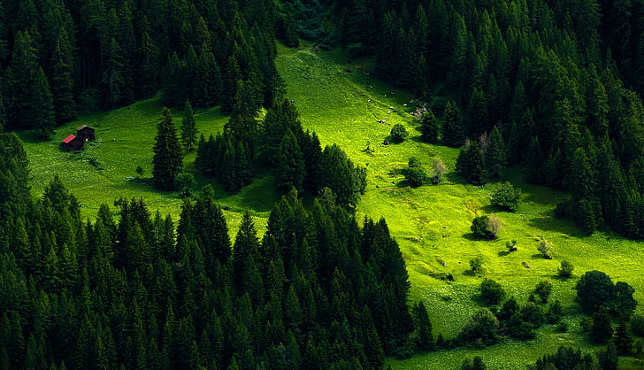 green trees, nature, landscape, trees, pine trees, hill, forest, cabin, grass, green, HD wallpaper