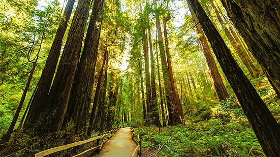 الأشجار المورقة الخضراء المسار إزالة الغابات غابة الطبيعة، خلفية HD HD wallpaper