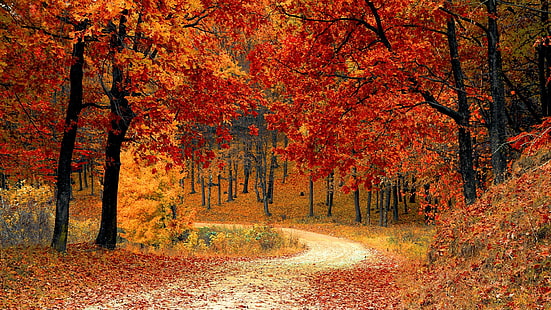 natura, autunno, foglie, foglie rosse, sentiero nel bosco, colori autunnali, bosco, passeggiata nella natura, sentiero, albero, foresta, escursione, ramo, albero di acero, mattina, escursione nella foresta, Sfondo HD HD wallpaper