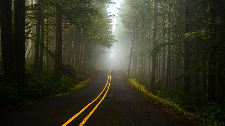 schwarze asphaltstraße zwischen grünen bäumen, natur, bäume, wald, nebel, straße, pflanzen, gras, zweig, linien, hügel, gelb, HD-Hintergrundbild