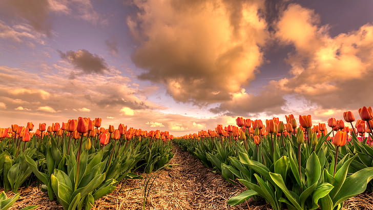 поле, небо, листья, облака, цветы, красота, весна, вечер, тюльпаны, солома, грядки, Нидерланды, апельсин, бутоны, много, поле цветов, Голландия, плантация, поле тюльпанов, бордюр, HD обои