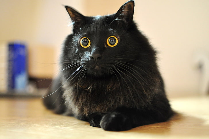 дълга козина черна котка, котка, очи, мустаци, вълна, Кошак, HD тапет