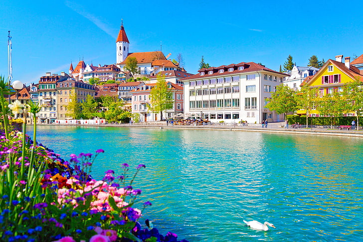 body of water, flowers, river, building, home, Switzerland, Swan, promenade, Aare River, Thun, Tun, HD wallpaper