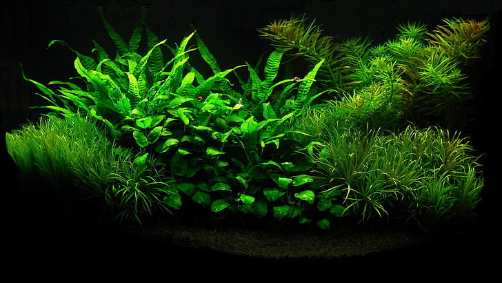 green leafed plant, Planted Tank, plants, green, leaves, HD wallpaper