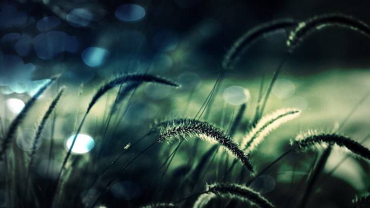 grünes Gras, Bokeh Schuss der Grünpflanze, Makro, Natur, Ährchen, Bokeh, HD-Hintergrundbild