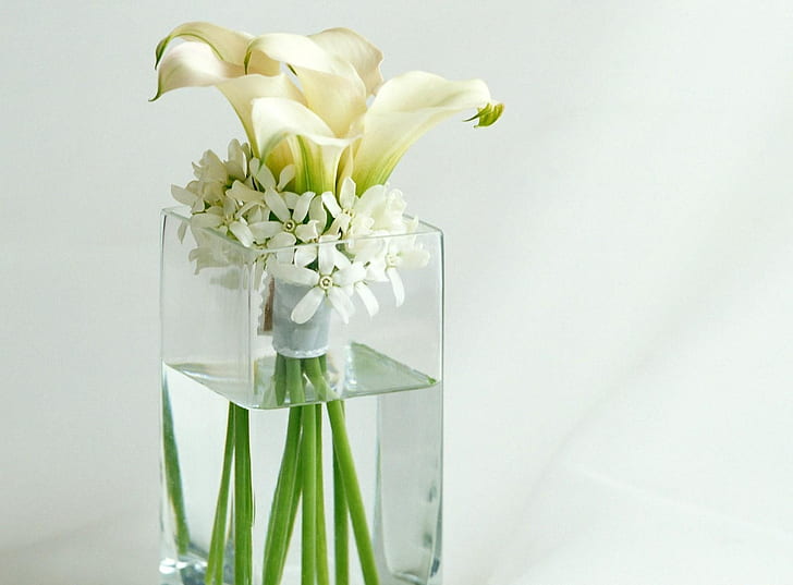 زنابق كالا ، زهور ، بيضاء ، زهرة ، مزهرية ، ماء، خلفية HD