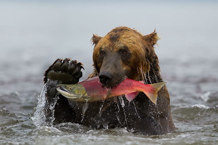 bear, fish, fishing, water, wet, bear, fish, fishing, water, HD wallpaper