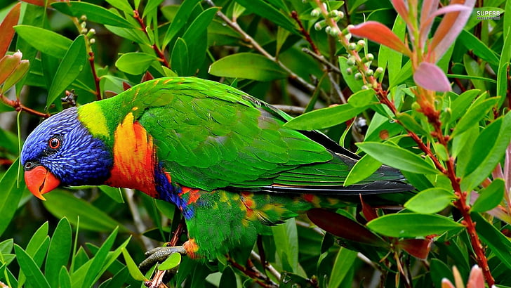 Vögel, Regenbogen Lorikeet, HD-Hintergrundbild