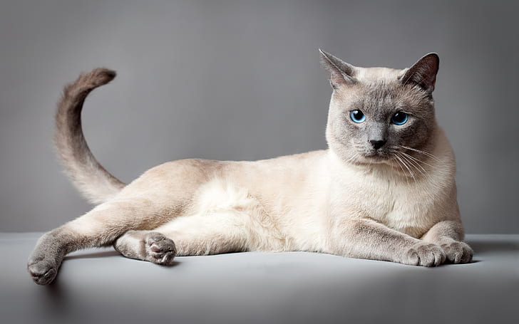 Тайская кошка, голубые глаза, серый фон, коричневые и серые сиамские кошки, тайская кошка, голубые, глаза, серый, фон, HD обои