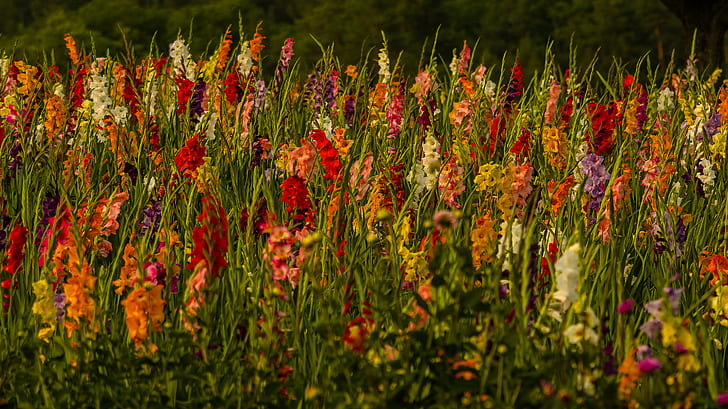 Blumen, Gladiolen, Farben, Blumen, Natur, HD-Hintergrundbild