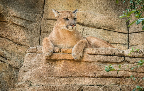 สิงโตสีน้ำตาลเสือพูมาสิงโตภูเขาเสือภูเขา, วอลล์เปเปอร์ HD HD wallpaper