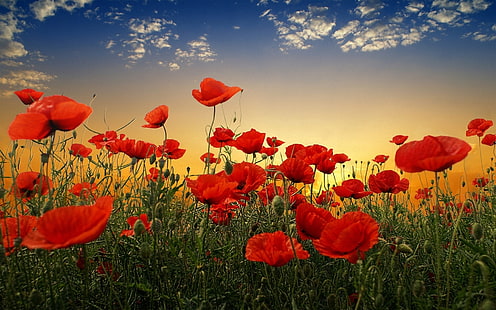 röda kronblad blommor, vallmo, fält, himmel, solnedgång, moln, grön, HD tapet HD wallpaper