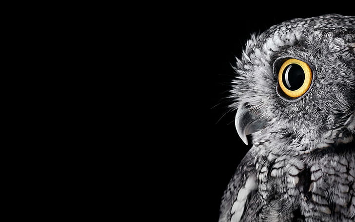 Owl 4K 5K, Owl, HD wallpaper