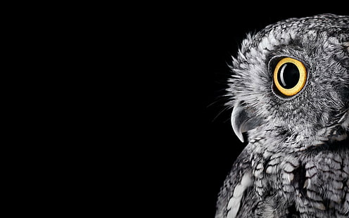 Owl 4K 5K, Owl, HD wallpaper HD wallpaper